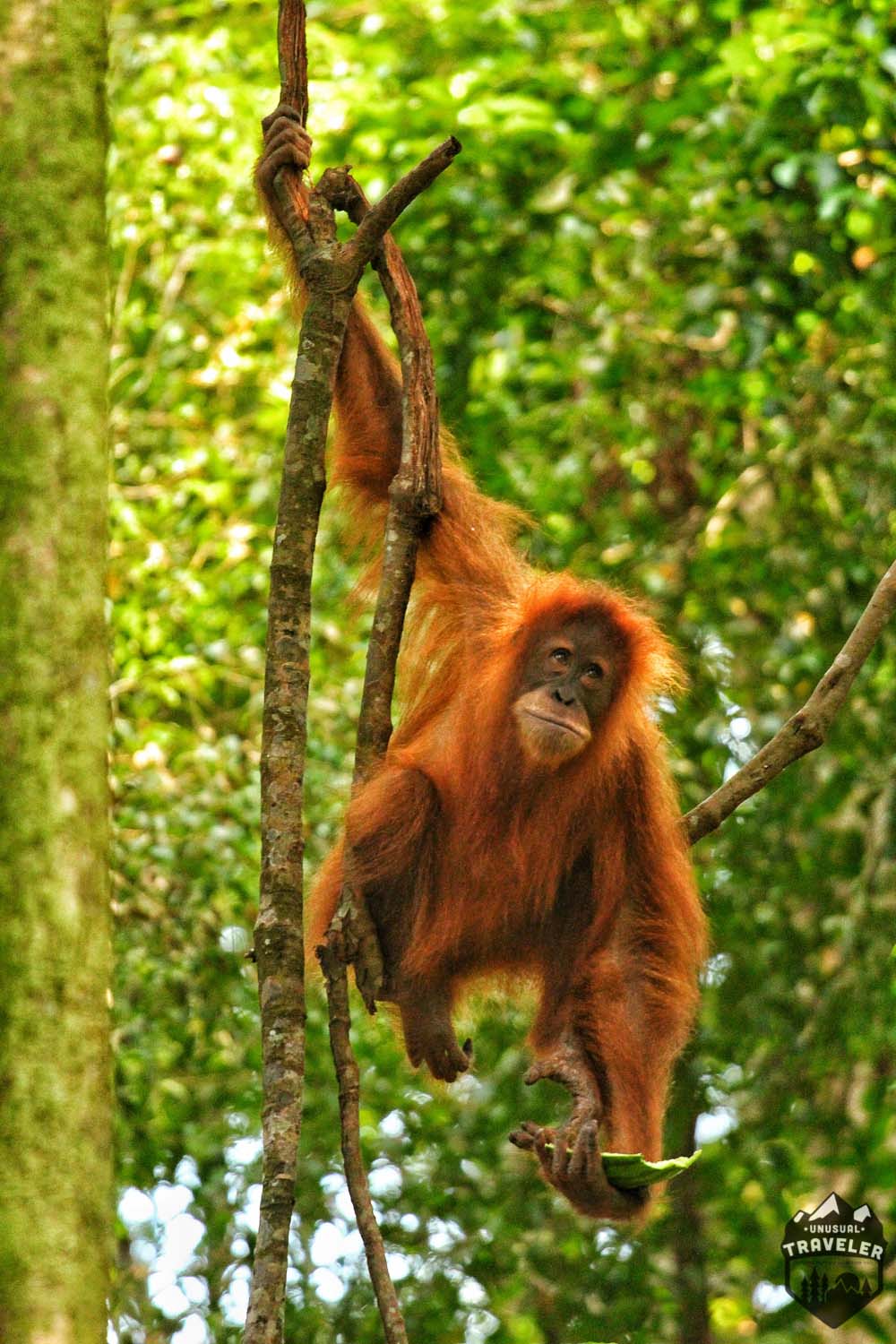    https://www.unusualtraveler.com/wp-content/uploads/2015/08/orangutan-in-indonesia.jpg   
