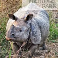 kaziranga,india,rhinos
