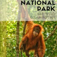Travel guide to see Orangutangs in the wild inGunung Leuser National Park inSumatra Indonesia