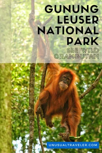 Travel guide to see Orangutangs in the wild inGunung Leuser National Park inSumatra Indonesia