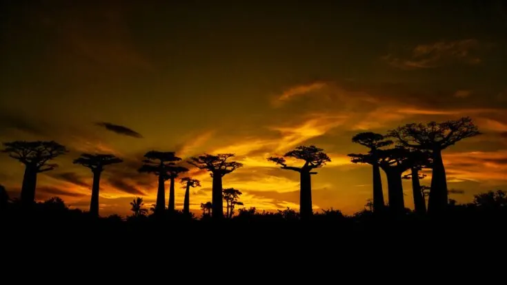 Sunset over the Baobabs Madagascar