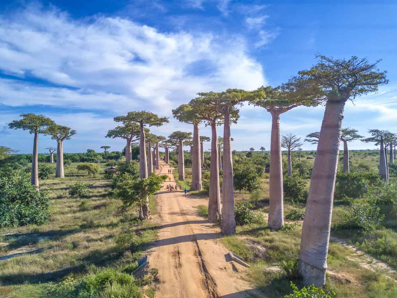 Avenue Of The Baobabs in Madagascar