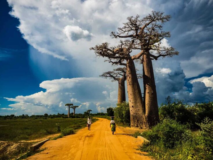 Avenue Of the Baobabs Madagascar