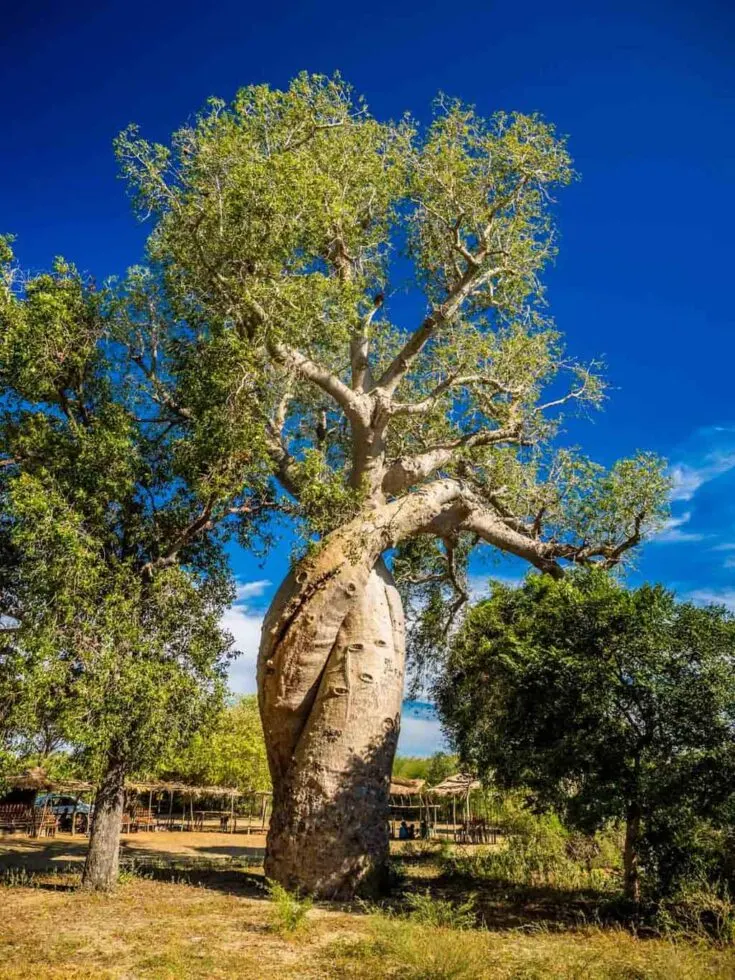 The Baobab Amoureux also called the Baobab of love Madagascar