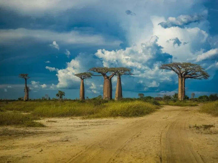 Avenue Of the Baobabs