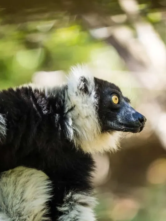 The Critically Endangered Black-and-white ruffed lemur