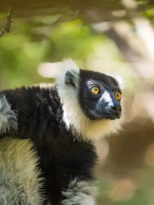 The Critically Endangered Black-and-white ruffed lemur in Madagascar