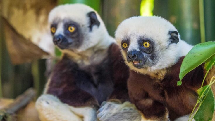 Two young Coquerel's Sifaka in the lemur park