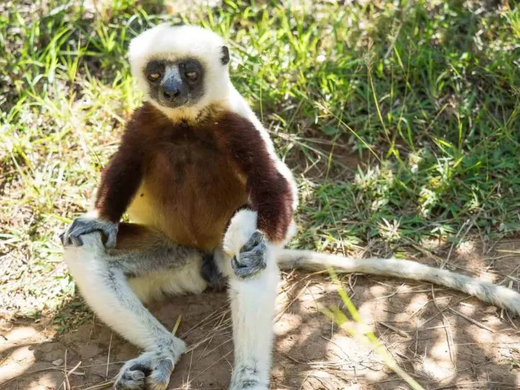 Don´t mind me, Im just sitting here in the middle of your walkway. A Coquerel's sifaka in Madagascar