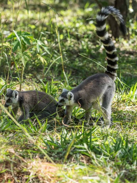 Probably the most famous of all Lemur species The Ring-tailed lemur in Madagascar