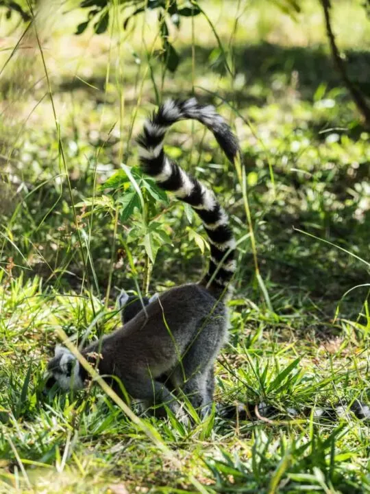 The Ring-tailed lemur is native to the south western part of Madagascar and maybe the most famous lemur 