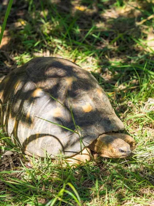 One of many Radiated Tortoise freeley walking around the park, the Radiated tortoise is Critically Endangered in Madagascar