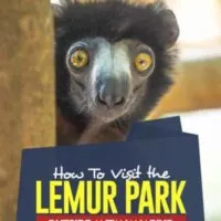 Want to See Lemur in the Lemurs outside the capital of Madagascar. #madagascar #africa #wildlife #animals #lemur