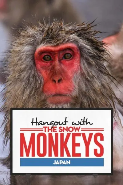 Travel guide to visit snow monkeys in Japan
