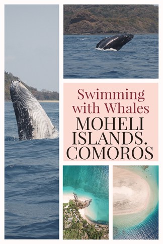 Moheli in the small island nation of Comoros East Africa is one of the best places in the world where you can swim with humpback whales. This paradise in the Indian ocean is a true paradise