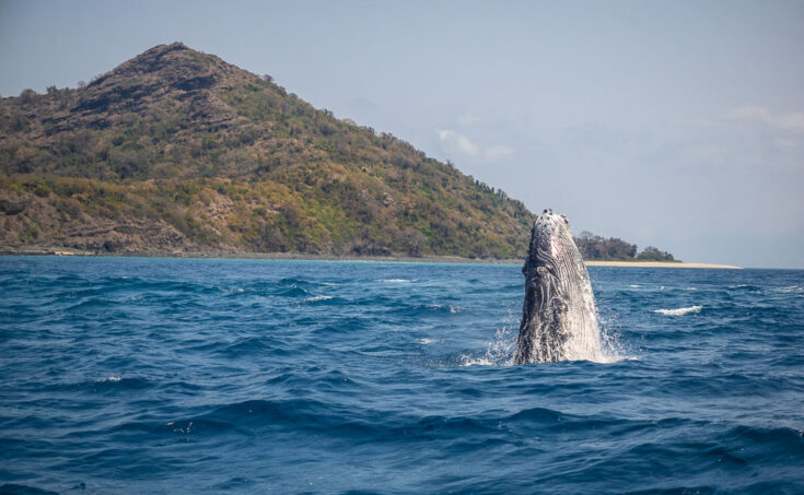 whales mohel island africa