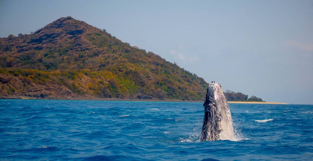 Moheli Island Swimming With Humpback Whales In East Africa