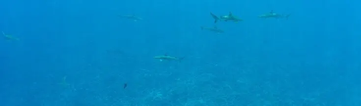Alot of sharks swimming around bora bora