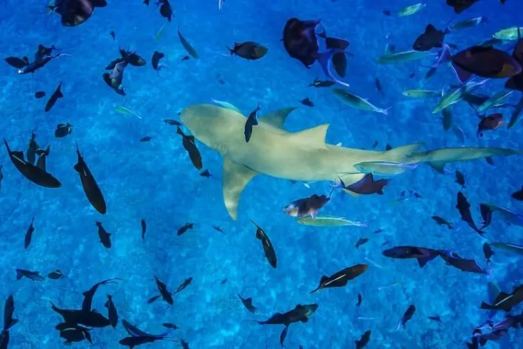 A Lemon shark swimming around