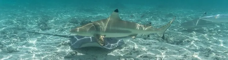 2 reef sharks and a stingray swimming around.