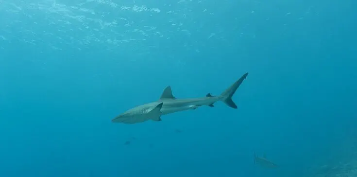 one of the reef sharks on the dive