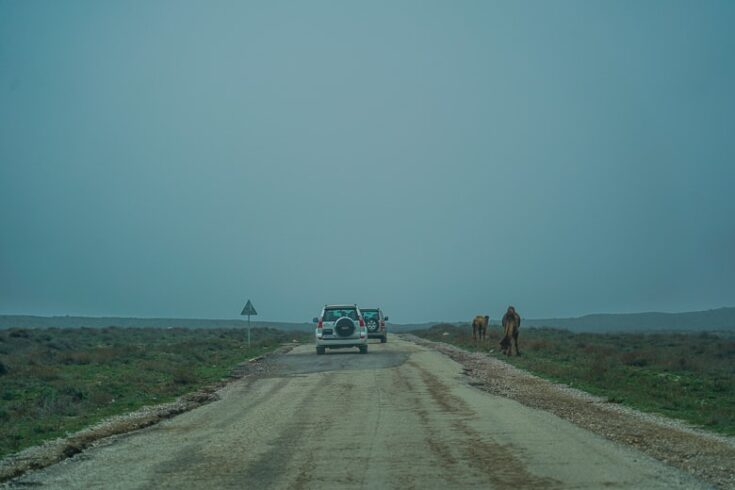 Passing a few camels along the way to Yangykala canyon in Turkmenistan