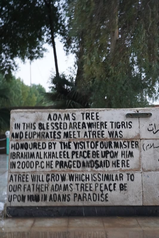 The supposedly Tree of Knowledge in Iraq