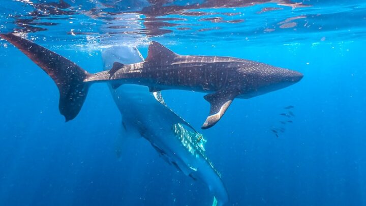 whale shark indonesia