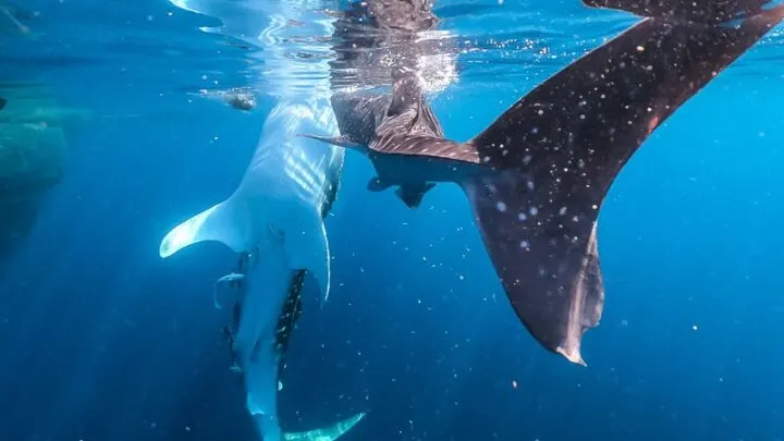 whale sharks, nabire, indonesia