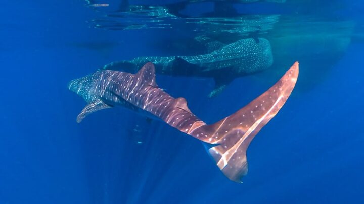whale sharks indonesia