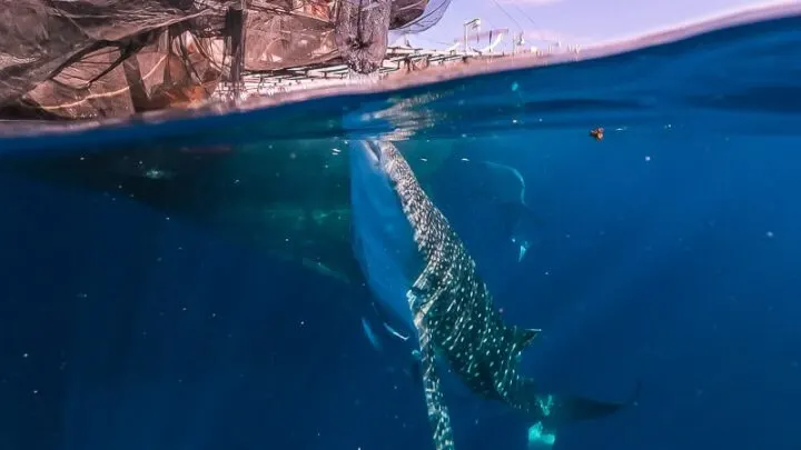 whale shark indonesia