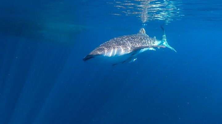 whale shark indonesia