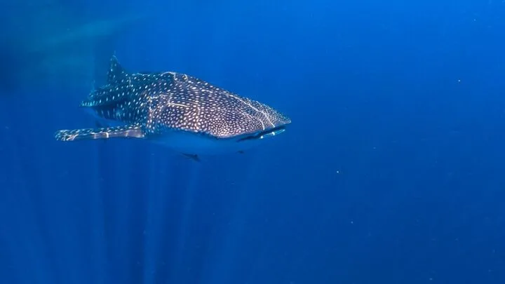 whale shark indonesia nabire