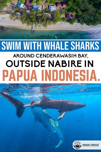 Everything you need to know to swim with whale sharks in nabire, papua indonesia.