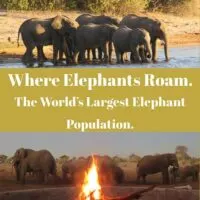 travel guide to see elephants in Botswana
