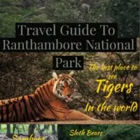 Safari guide to Ranthambore national park in Rajasthan india, maybe the best place to see wild tigers in the world.