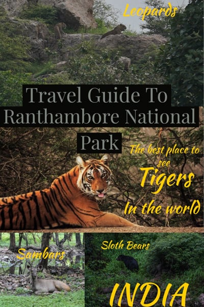 Ranthambore National Park The Best Place To See Tigers In India Unusual Traveler