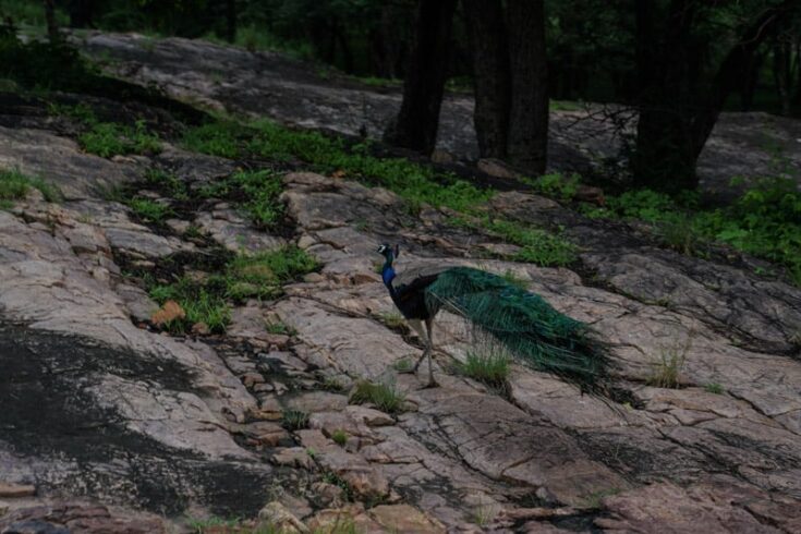peacock in india