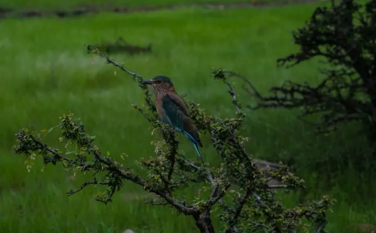 Kingfisher bird in India