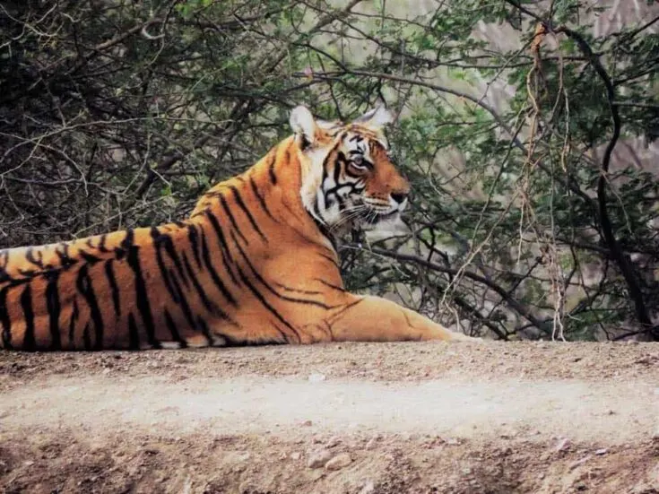 Tiger in india