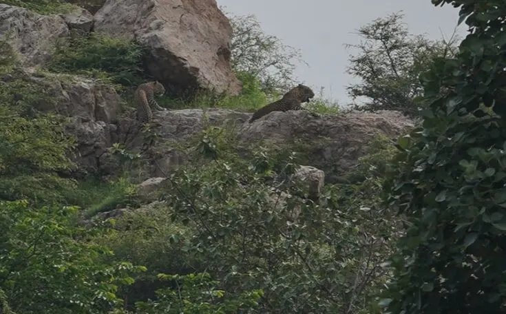 Two leopards in Ranthambore National Park