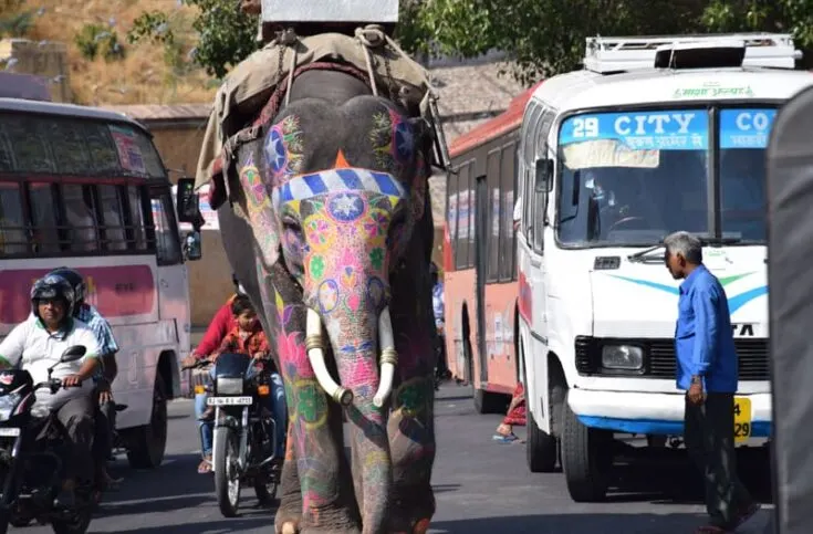 It´s common to see Elephants on the streets in Jaipur India