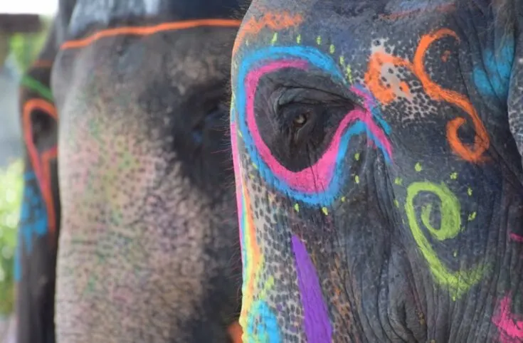 A decorated Elephant in Jaipur india