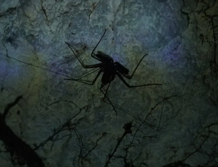 the only residents inside the cave these days are spiders