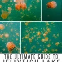 Travel Guide To swimming in Jellyfish lake in Palau