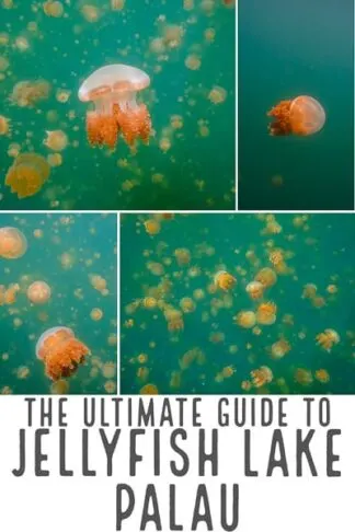 Travel Guide To swimming in Jellyfish lake in Palau