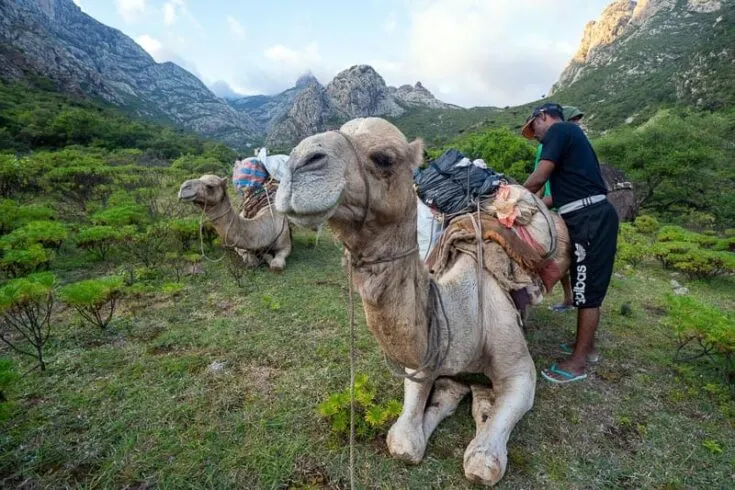 Getting the camel ready for a hike through the Hajhir Mountains Socotra