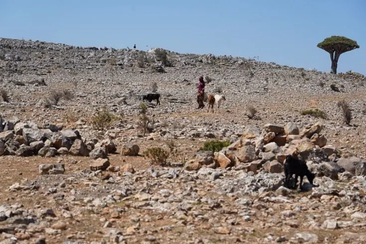 rocky part of the southern part of Socotra