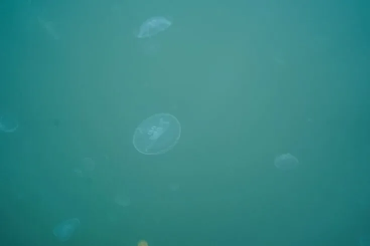 the moon jellyfish (Aurelia)
