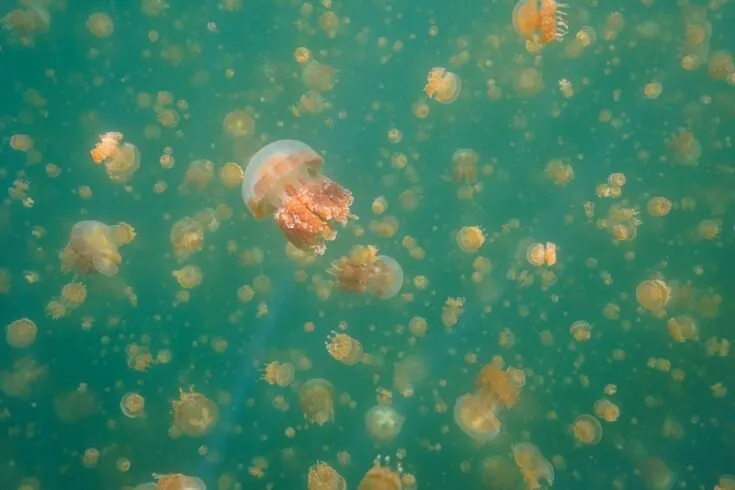 palau jellyfish lake